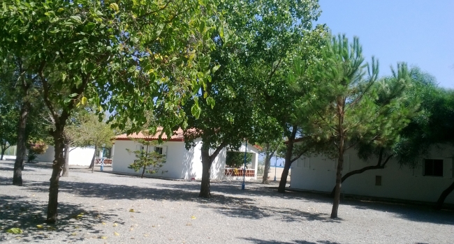 Trees between the houses